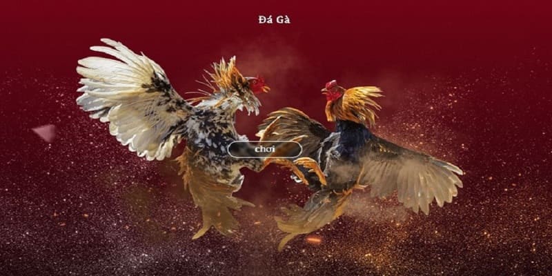 Kinh nghiệm chơi đá gà luôn thắng