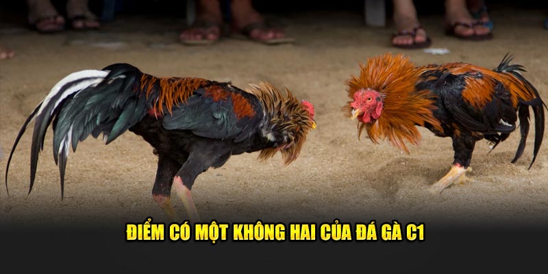 Điểm hấp dẫn của đá gà C1