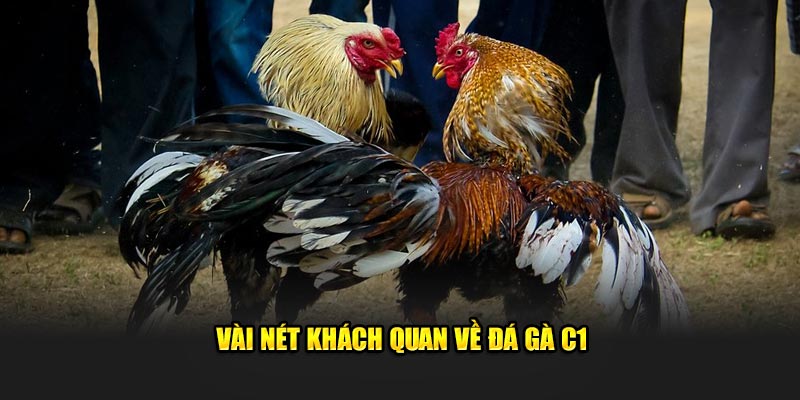 Khái quát về sân chơi đá gà C1