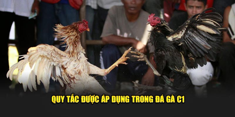 luật được áp dụng trong đá gà c1