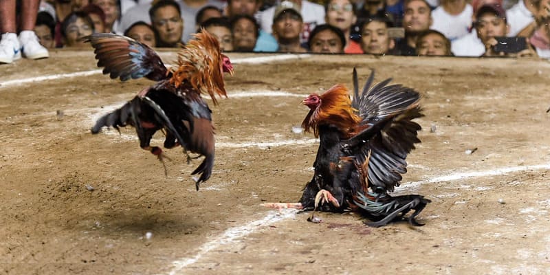 Tổng quan về sân chơi đá gà philippines