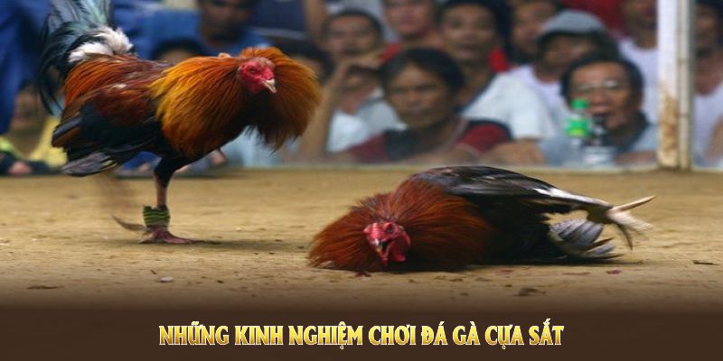 Kinh nghiệm chinh phục bộ môn đá gà cựa sắt