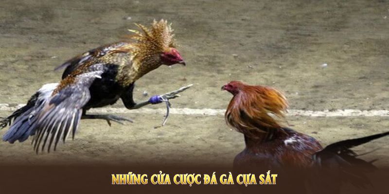 Điểm danh các cửa cược phổ biến