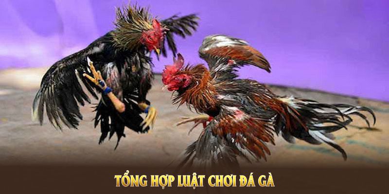 Tổng hợp luật chơi đá gà cựa sắt